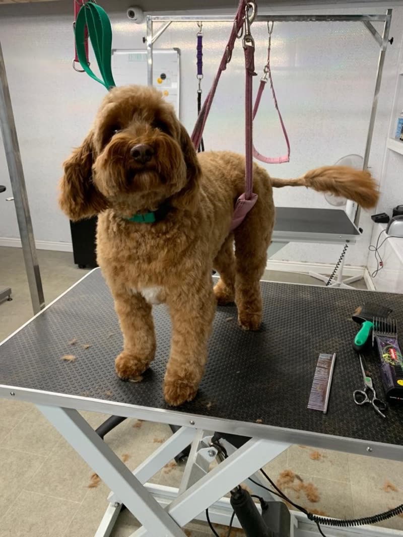 An apricot cockapoo on the grooming table at Boni&Dry, clippers and comb beside it