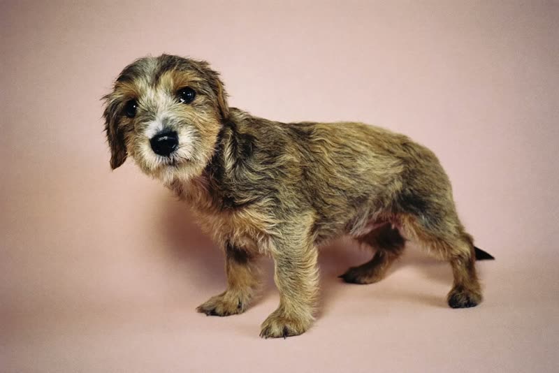 A scruffy wire-haired puppy against a pale peach background