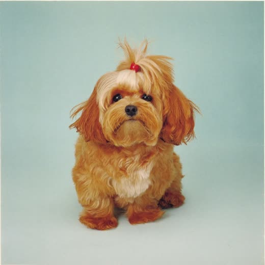 A freshly clipped cockapoo sitting against a pale mint background