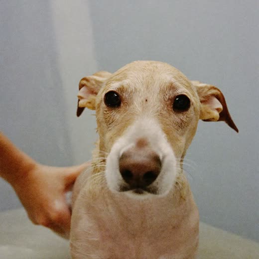 A wet terrier being rinsed in a bath