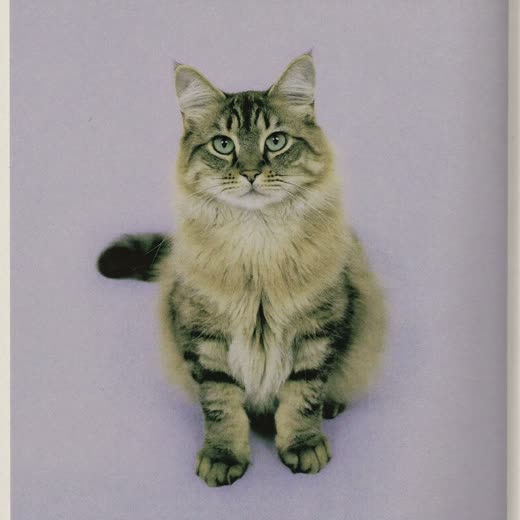 A neatly brushed long-haired cat against a pale lilac background