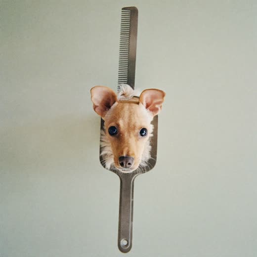 A grooming brush and comb with tufts of fur